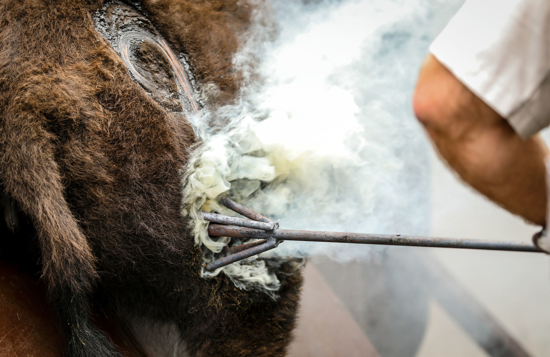 54th Annual Buffalo Roundup at Custer State Park